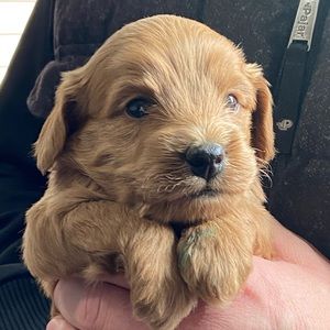 Meet your Posher, Eric